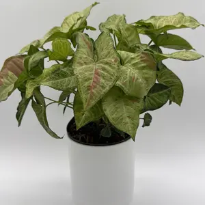Syngonium Pink Confetti 6" Pot Live Tropical House Plant with Unique Leaves for Beginners Easy Care Indoor Home Decoration Variegated Houseplant