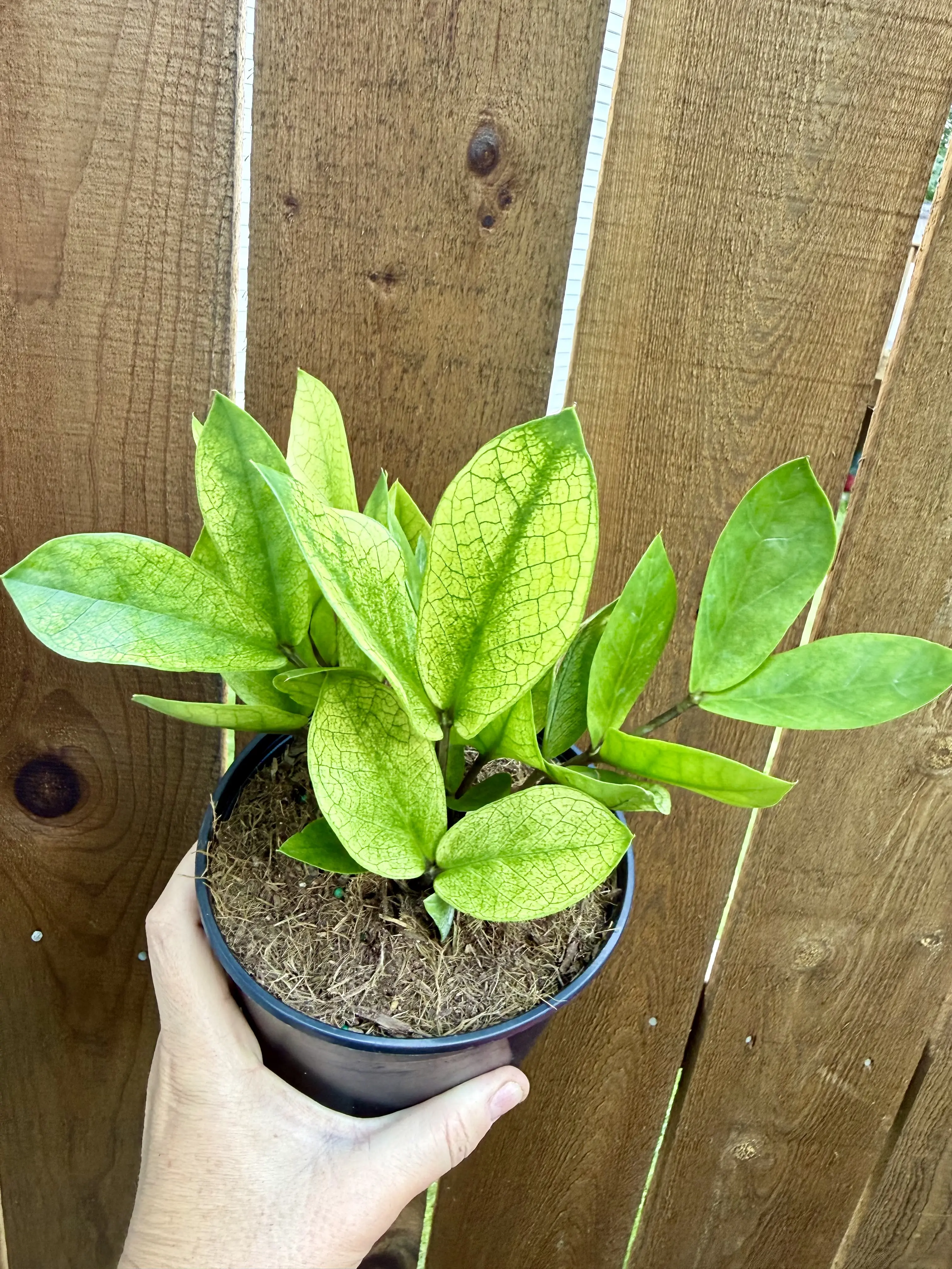 Chameleon ZZ Plant