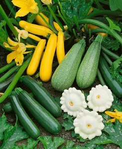 TomorrowSeeds - 5 Species Summer Squash Mix Seeds -  Best Varieties Squashes, Zucchini, Patty Pan Vegetable Seed Fresh For 2024 Season