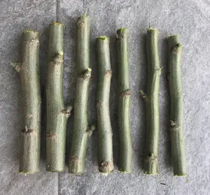 THREE ORGANIC FRESH MORINGA OLEIFERA (3) 6" CUTTINGS