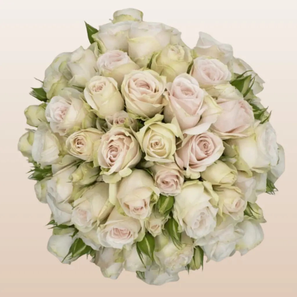 Soft Pink Spray Roses 12 Bunches 10 Stems 40cm Fresh imported from Ecuador Clear Sleeve Ideal for Weddings and Home Florists