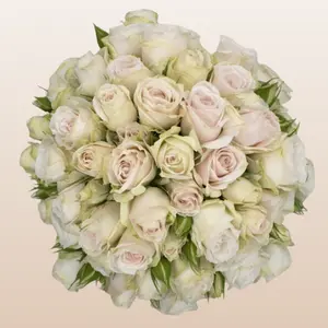Soft Pink Spray Roses 12 Bunches 10 Stems 40cm Fresh imported from Ecuador Clear Sleeve Ideal for Weddings and Home Florists