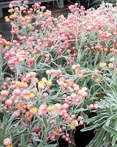 100 Apricot & Peach STRAWFLOWER Mix Coral Paper Daisy Xerochrysum Flower Seeds