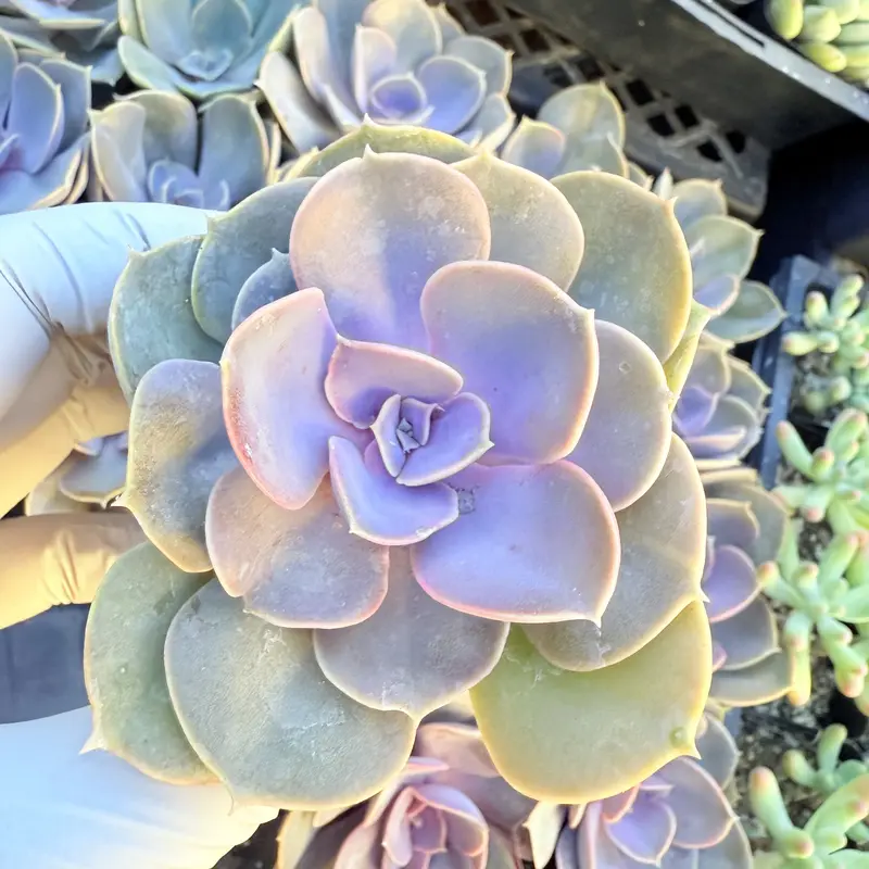 the succulent source - TikTok Shop