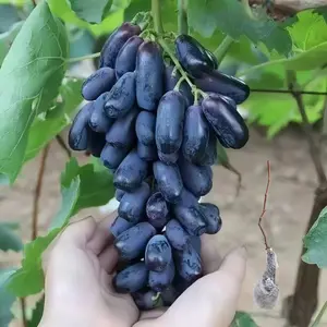 （QC#ZR)  Sapphire Grape Vine Sapling, Perennial Climbing Fruit Vine for Backyard Trellis, Patio Container & Garden Planting, Lush Green Foliage, Easy Care Variety for Warm Climate Home Outdoor Cultivation