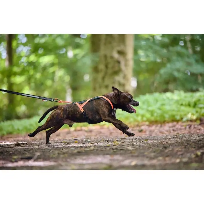 Non-Stop Dogwear Rush Harness