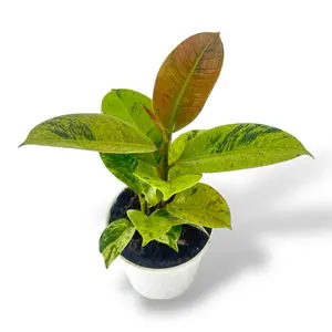 Ficus Shivereana, 4 Inch Pot, Live Plant