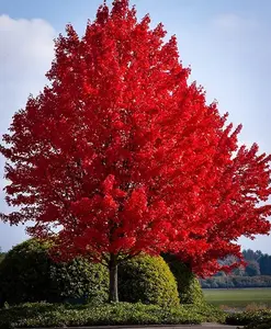 50+ Red Maple Seeds for Planting Outdoors - Heirloom Maple Tree Seeds (Acer rubrum)