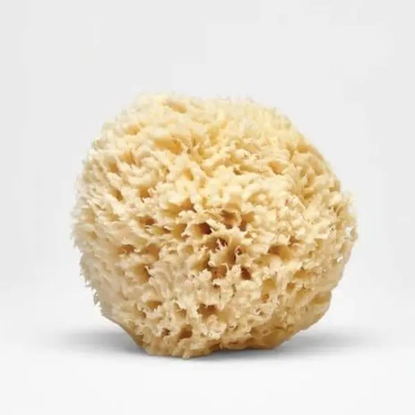 Large Natural Sea Sponge