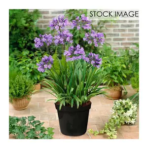 Van Zyverden Goth Patio Gardening Agapanthus Blue Kit