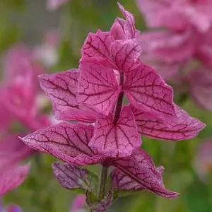 Clary Sage PINK SUNDAE Salvia Birds Butterflies Pollinators  200 Seeds