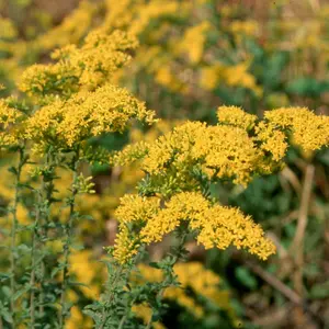 Old Field Goldenrod Seeds - Native Perennial Wildflower