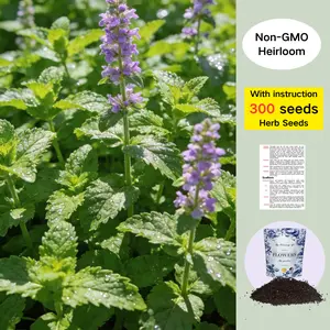 Mint Seeds – 300 Heirloom Seeds | Fast-Growing Aromatic Herb for Home & Garden
