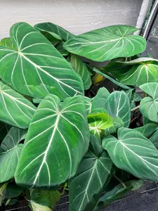 6" Philodendron Gloriosum