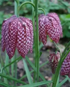 10 Snakes Head Fritillary Seeds | Fritillaria meleagris Seeds | Checkered Lily Seeds