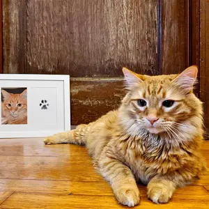 No Need to Wash Pet Footprint Ink Pad Cat Dog Souvenirs DIY Pet Photo Album Paw Print Imprint