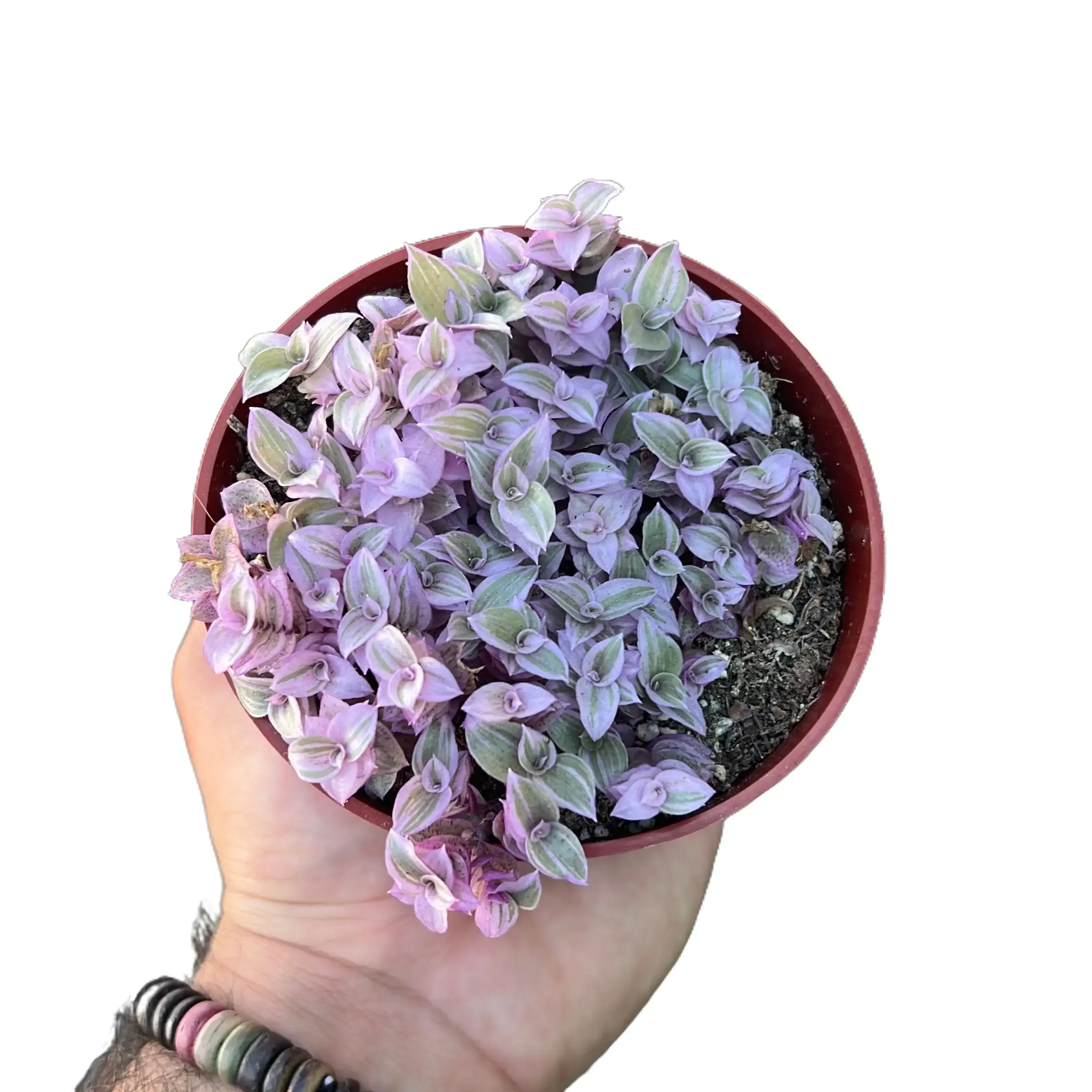 Tradescantia Callisia Pink Panther 4 Inch Indoor Houseplant Vibrant Pink Green Striped Leaves Low Growing Trailing Habit Perfect for Hanging Baskets or Ground Cover