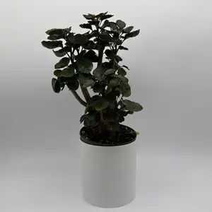 Aralia Fabian Tree Stump Bonsai 6” Pot – Compact Indoor Plant | Sculptural Upright Growth | Easy Care Houseplant | Bold Round Leaves