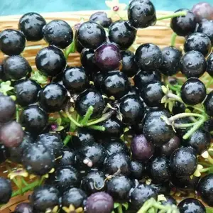 Berry Seeds - Garden Huckleberry,WONDERBERRY