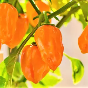 TomorrowSeeds - Orange Habanero Pepper Seeds -  350,000 Scoville Spicy Hot Tropical Pepper Chili Scotch Bonnet Vegetable Seed for 2024 Season