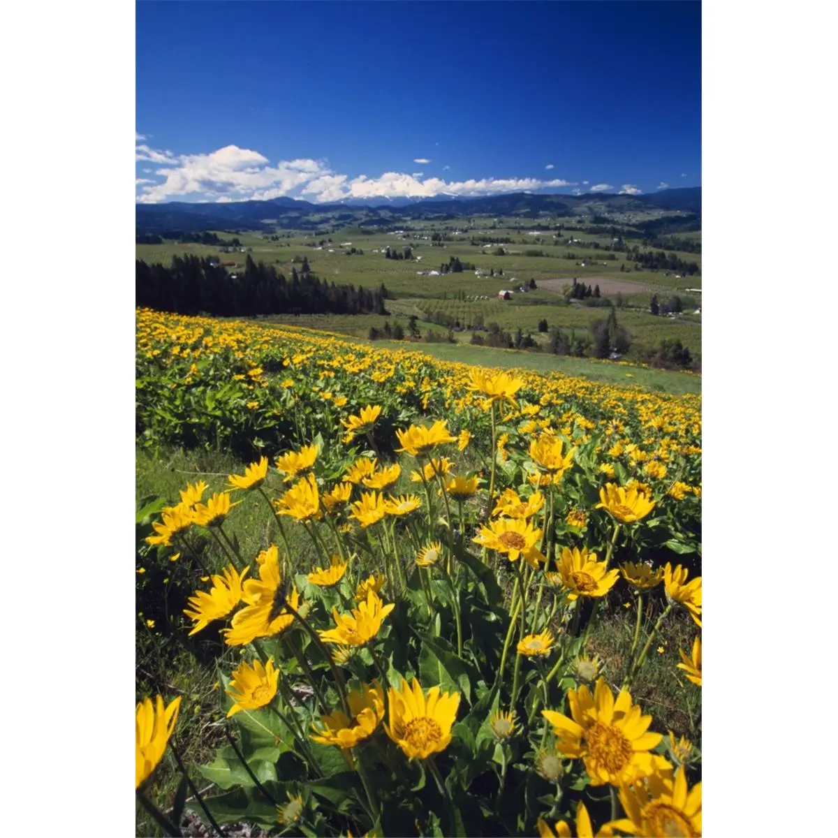 24x36 in Nature Art Blooming Field Paper Print - Hood River Valley Mount Hood Yellow Flowers Photo by Natural Selection Craig Tuttle, Home Decor Inspo, Gift Ideas for Enthusiasts
