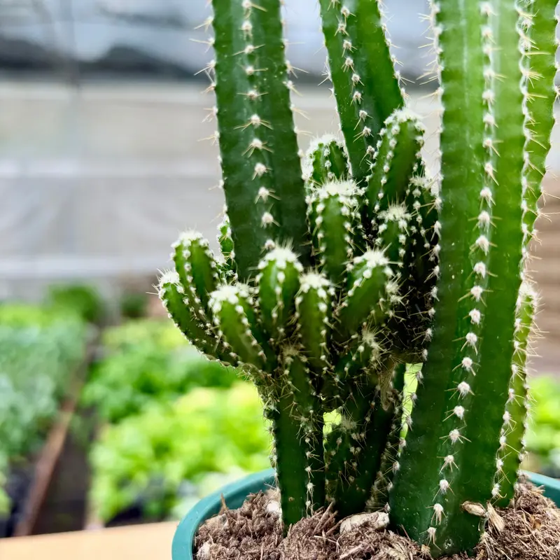 crystal fairy and the magic cactus - TikTok Shop