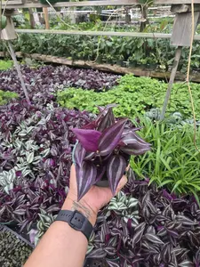 Tradescantia Zebrina Purple - Striking Trailing Plant with Purple Silver & Green Striped Leaves Easy Care 4-inch Pot Ideal for Hanging or Shelf Accents