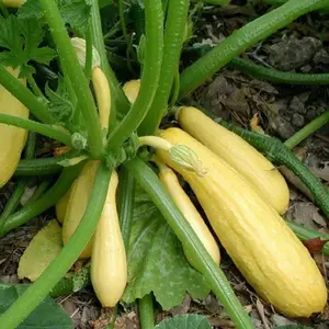 Yellow Crookneck Squash Seeds - Summer, Ideal for Growing Squash in Pots