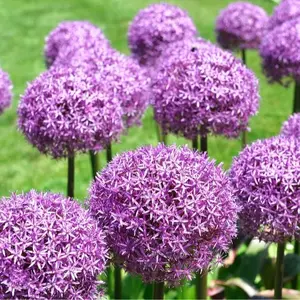 Purple Sensation Allium Bulbs - Ready to Grow Indoors or Outdoors - Ships from Iowa, USA
