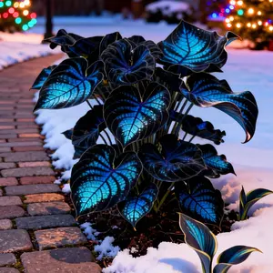 Hosta Seeds Perennial Shade Plant for Garden and Yard Non-GMO USA Made with Instructions for Easy Care and Versatile Growth