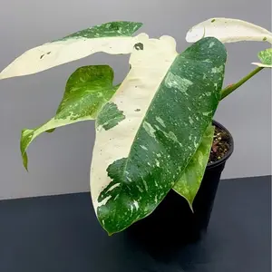 Variegated Philodendron Jose Bueno – Rare & Exotic Hybrid Philodendron, Creamy White & Green Leaves, Medium, Air Purifying, Bright Light, Perfect for Indoor Decor Tropical, Houseplants