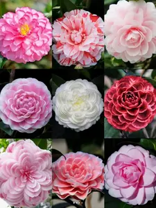 50 Mixed Camellia Seeds - Unique Evergreen Shrub for Stunning Landscapes - Easy to Grow