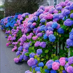 Giant Snowball Hydrangea Seeds for Planting - Mixed Color, Fast Growing Shrub Beautiful Perennial Climbing Large Flowers, Wedding Outdoor Garden Potted Plants