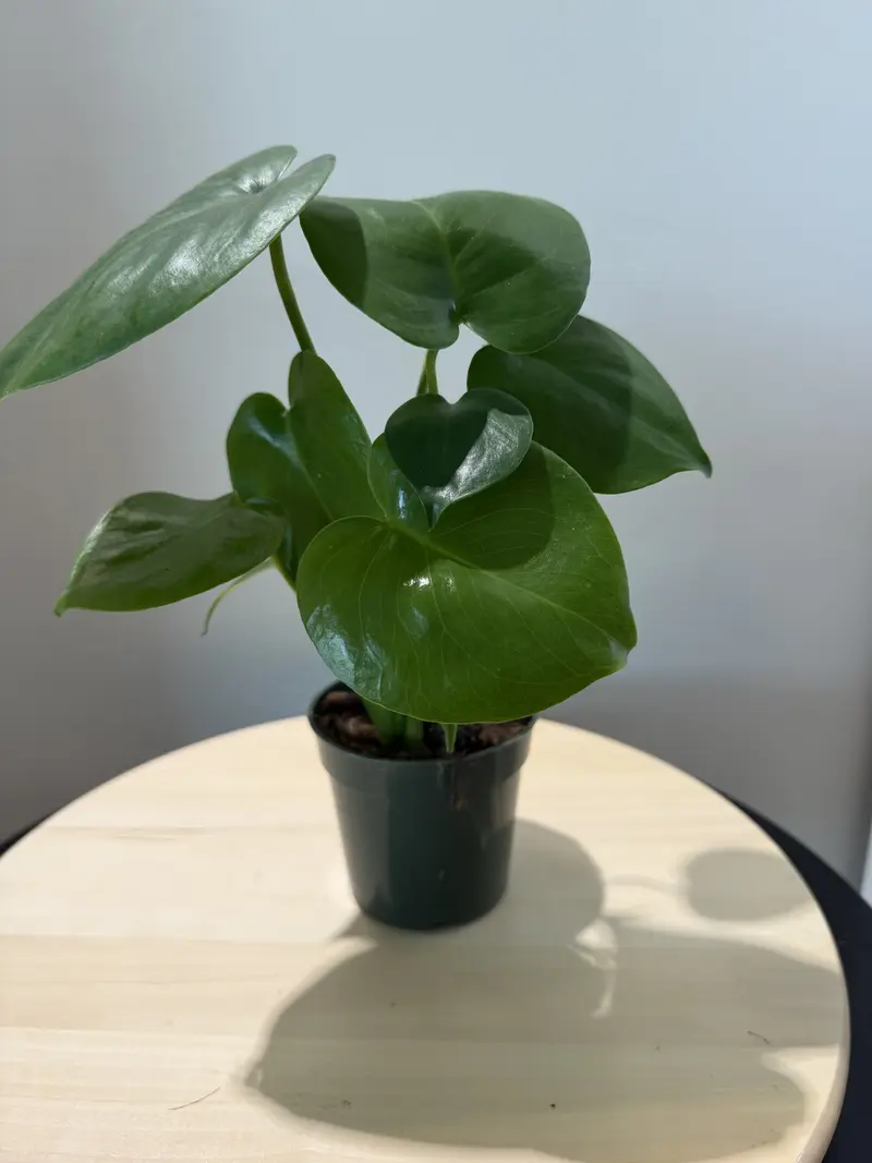 philodendron esqueleto Monstera esqueleto Terrarium Plant