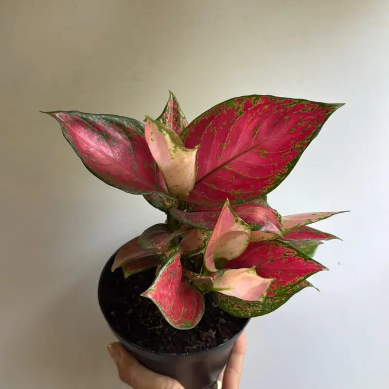 elephant ear plant bulb Colocasia 'Diamond Head' Elephant Ear Bulb  Park Seed