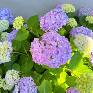 Hydrangea live seedlings, indoor and outdoor ornamental flowers and plants