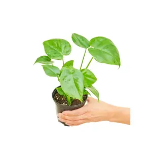 Monstera Swiss Cheese Plant, Small