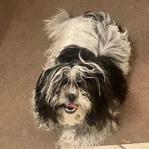 【Geoorood】 Geoorood Dog Grooming All-in-One Kit with Vacuum Brush 2.5L Large Pog, Stainless Steel Blades Lightweight Design 13KPa Suction Force Portable Cleaning Set #February Stock Up