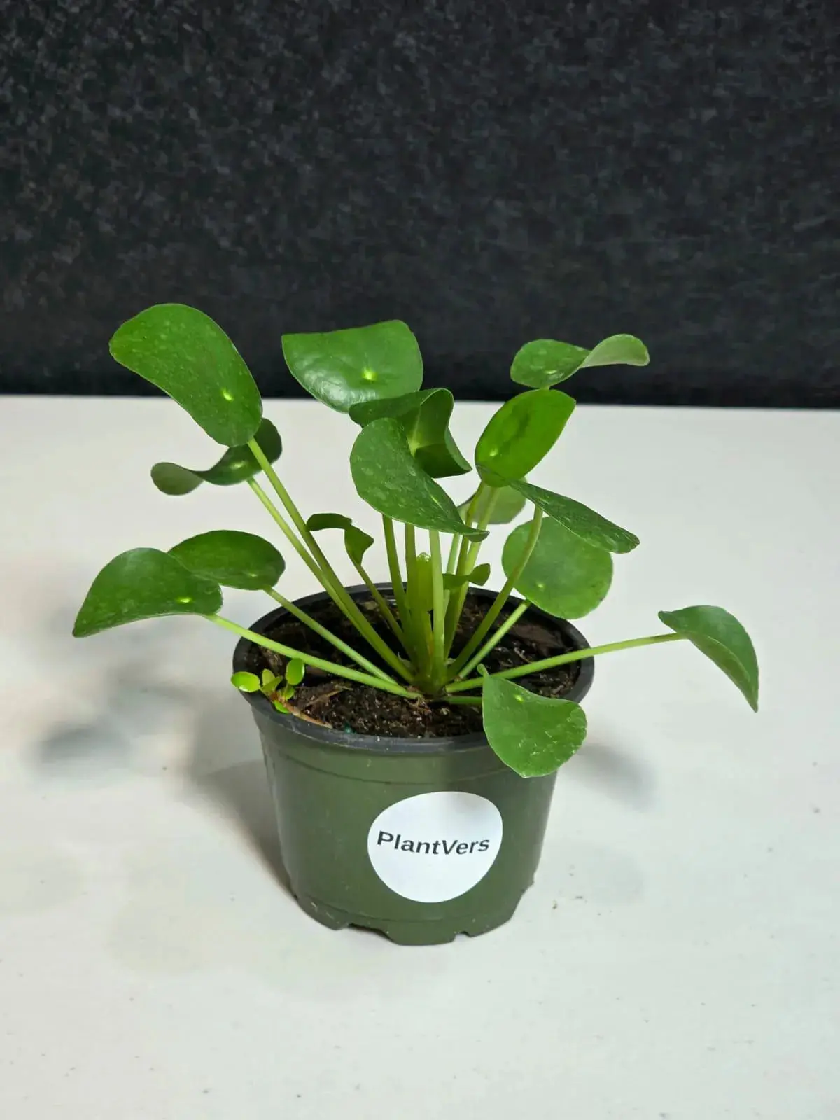 Chinese Money Plant 4” Pot | Pilea Peperomioides | Easy Care Indoor Plant | Money Plant Indoor | Office Houseplant