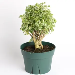 Ming Aralia Snowflake Stump - Delicate White Patterns & Graceful Twisted Branches - Low-Maintenance Bonsai Style Plant - 4" Nursery Pot Included