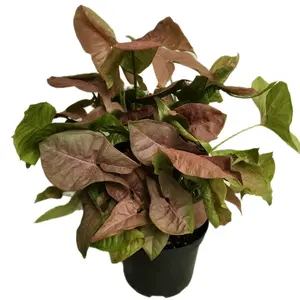 6" Syngonium 'Strawberry Creme' colored leaves green undertone Plant - Pink Foliage Accented by Shades of Green Houseplant Decorative Plant