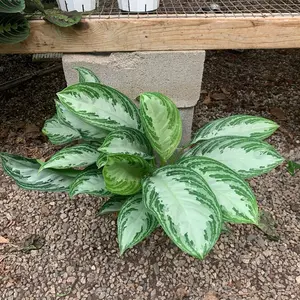 Sliver bay Algaonema 6inch potted indoor live plant