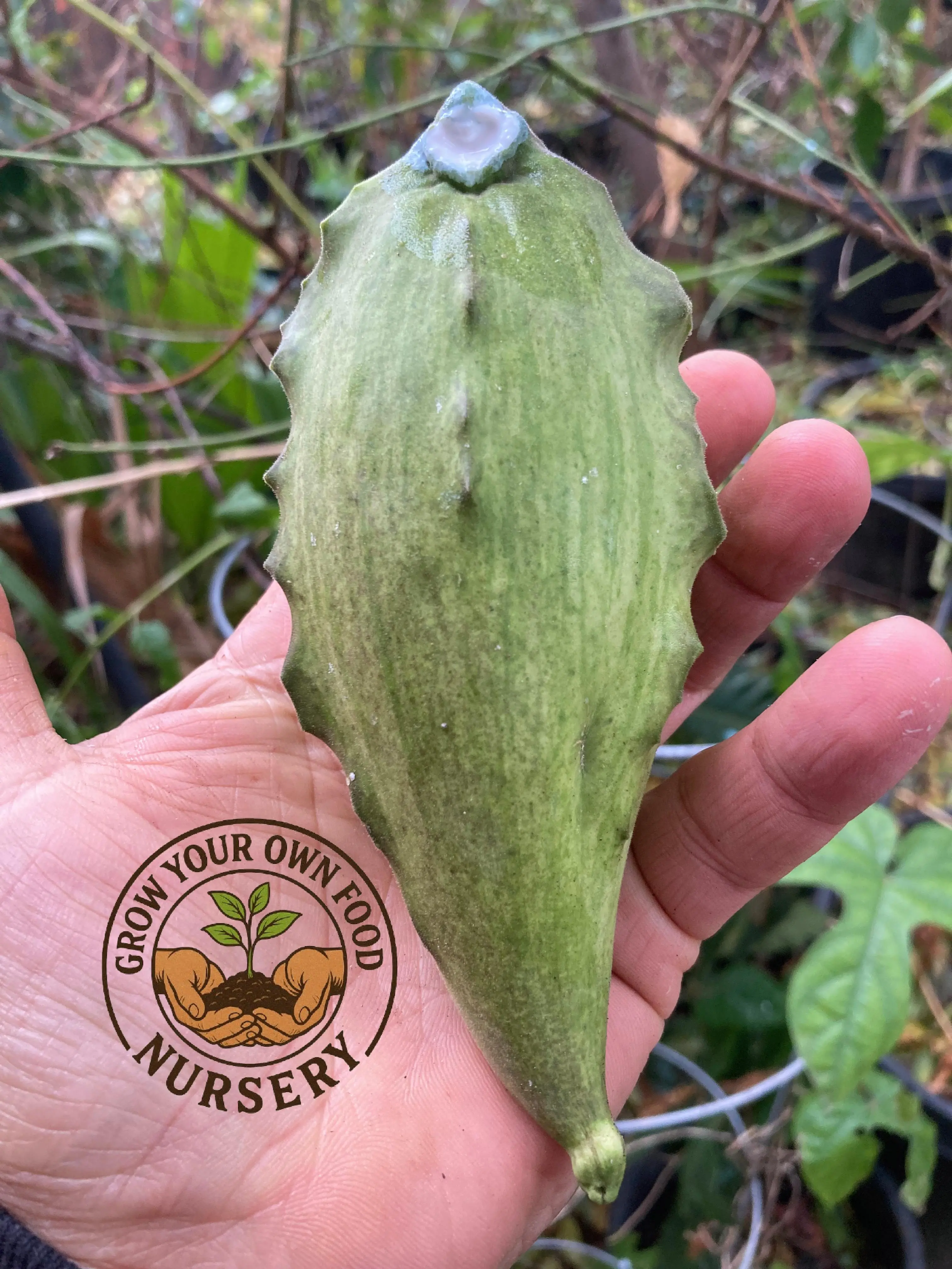 Super Rare Fruiting Cynanchum Talayote Organic Edible Fruit Vining Live Starter Vine, Home Garden Supplies, Plant Seed Varieties, Cynanchum Seeds, Cold Tolerant, Drought and Heat Tolerant Food Source, Cold Tolerance