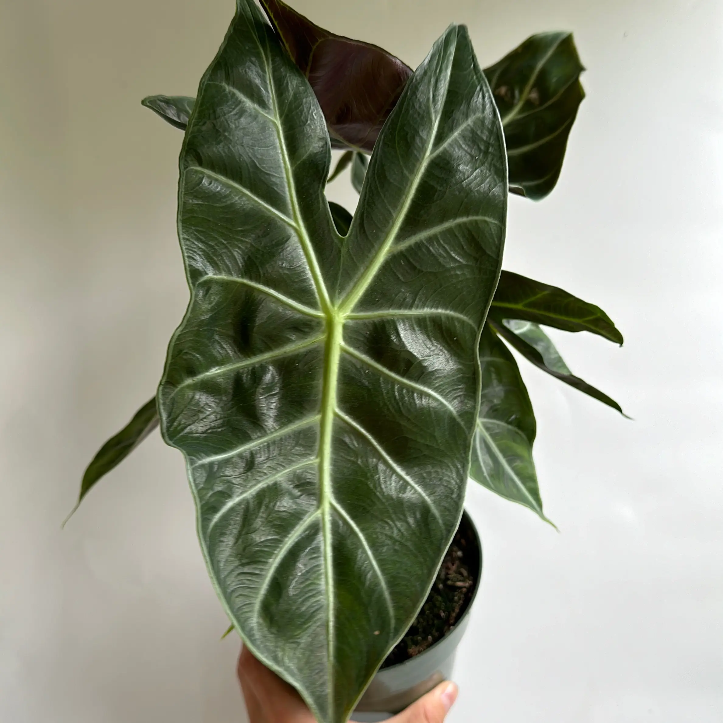 Alocasia Pink Dragon morroco 6" pot Rare Collector's House Plant with Unique Leaves for Indoor Home Decoration
