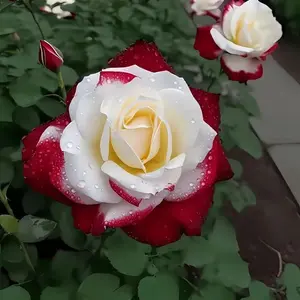 200pcs Rare Twin Red and White Rose Seeds – Unique Bi-Color Heirloom Flower Seeds for Planting – Non-GMO, Perennial Blooms for Garden, Patio, Balcony – Easy to Grow with Instructions Included – Perfect Gift for Flower Lovers