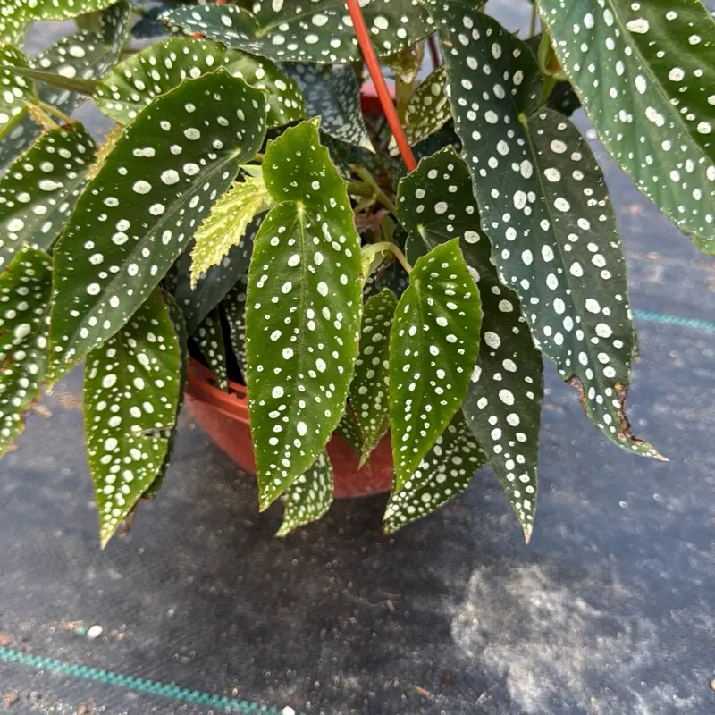 Begonia White Spot 8" Pot Live House Plant Rare Tropical Indoor Plant  Unique Spotted Leaves Easy Care for Beginners - TikTok Shop