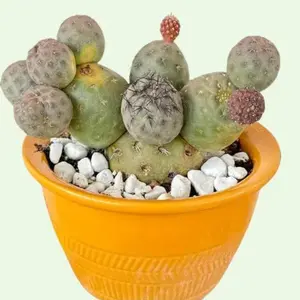 Snow Man Cactus, Cluster Rooted Live Rare Collector Plant, The mesmerizing Tephrocactus Geometricus Cactus