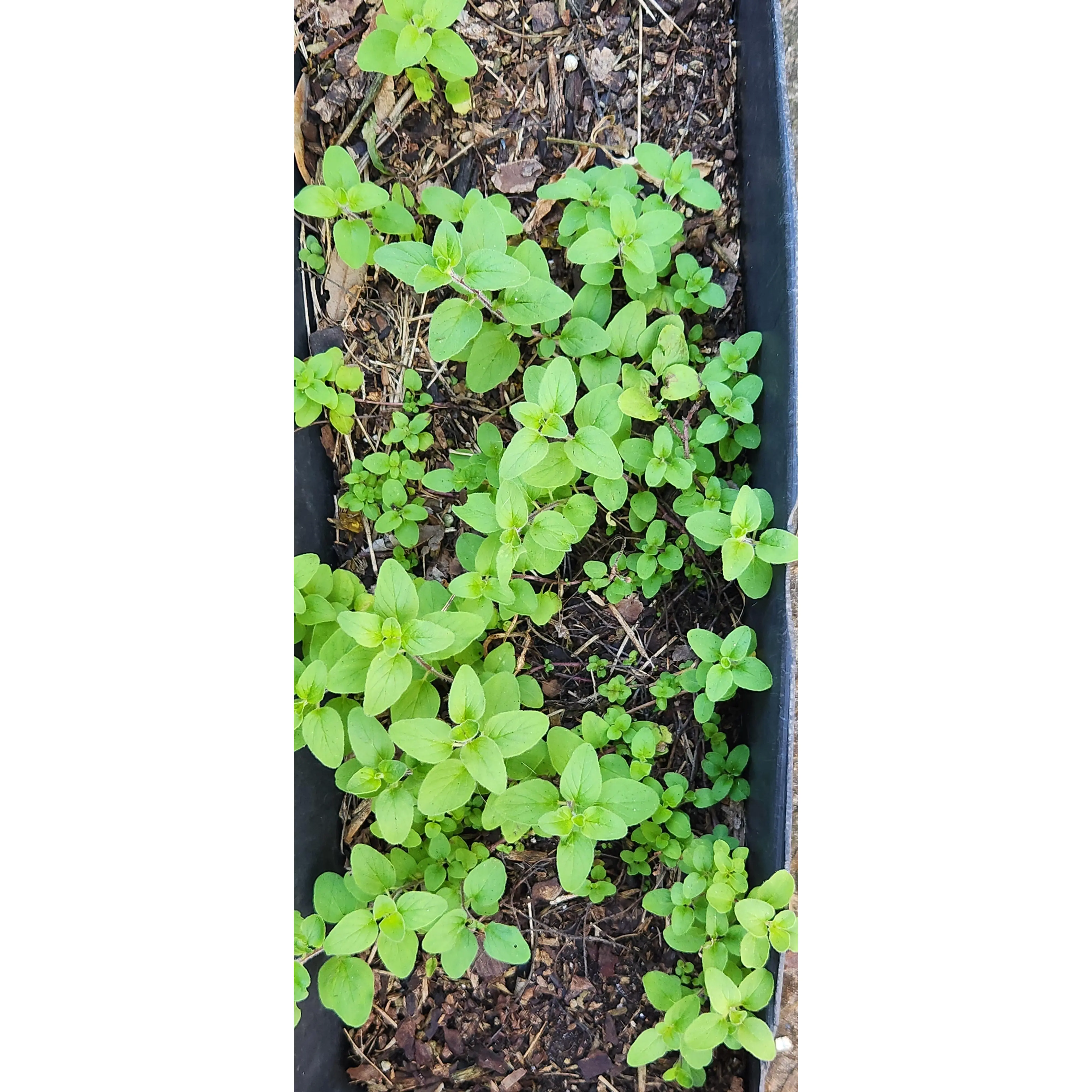 Freshly Dried Oregano – Homegrown Small-Batch Herb