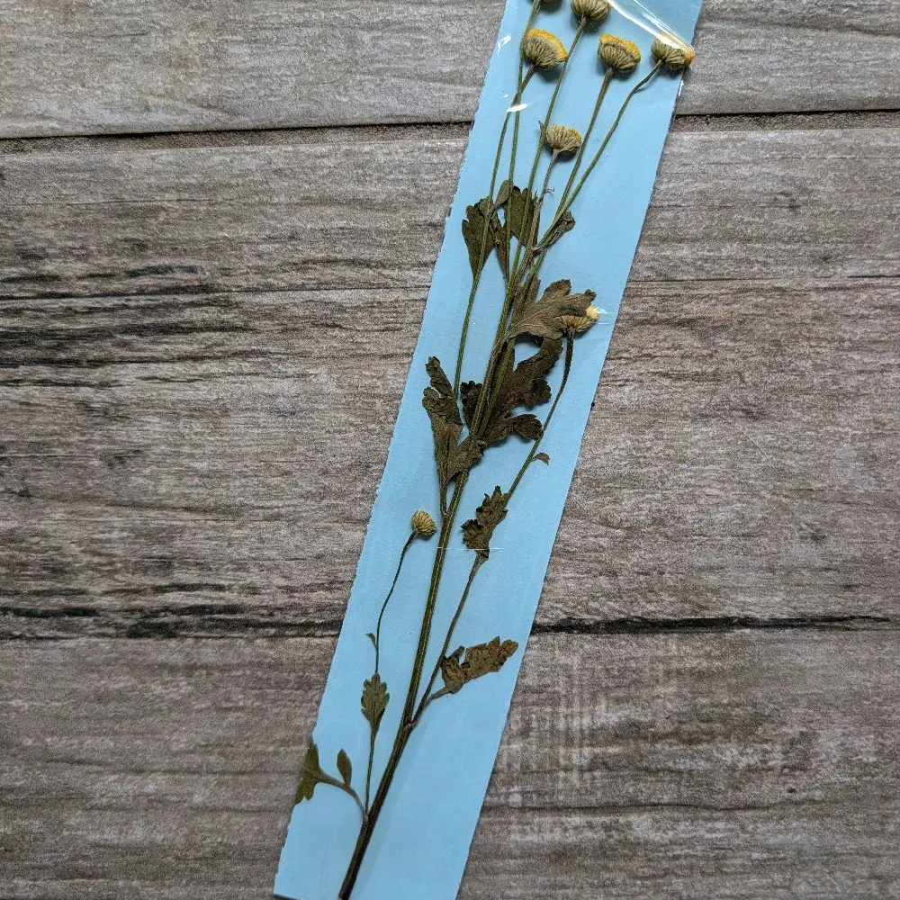 Real Pressed Flower Bookmark with Unique Blooms, Office Stationery for Book Marking