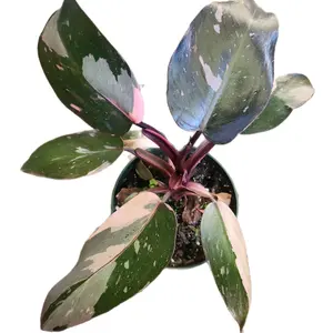 Rare 4" Pink Princess Philodendron Houseplant for Collectors